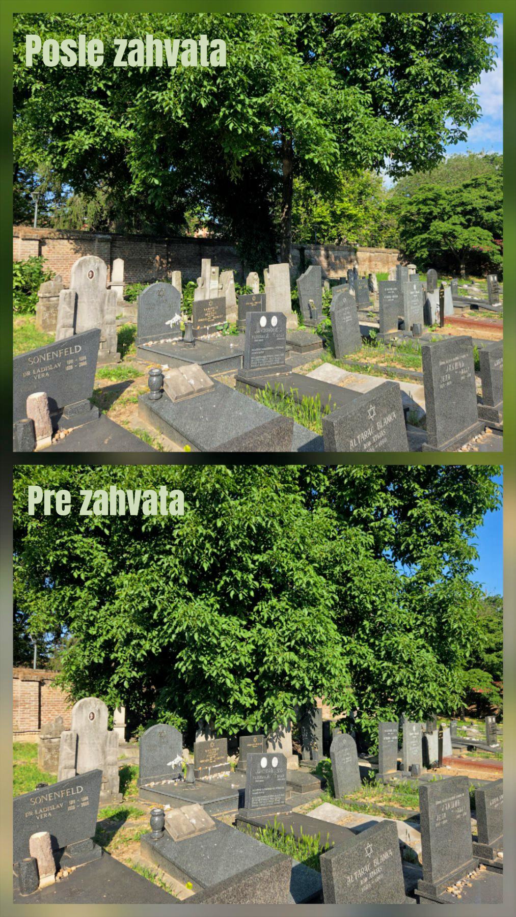 Uređenje Jevrejskog groblja u Beogradu - radovi na izdizanju i oblikovanju krošnje visokih stabala