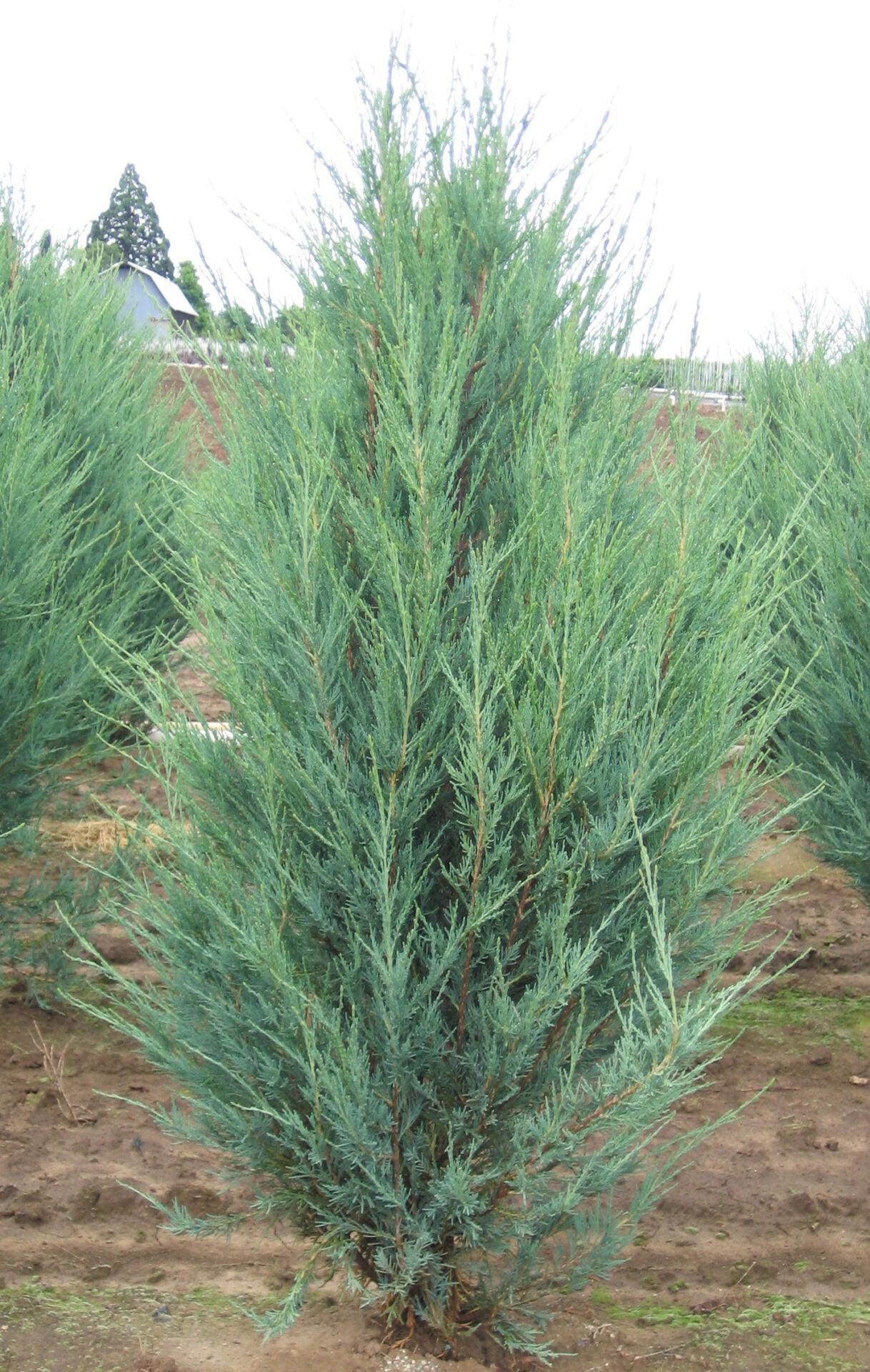Juniperus chinensis 'Skyrocket' - Nebeska raketa