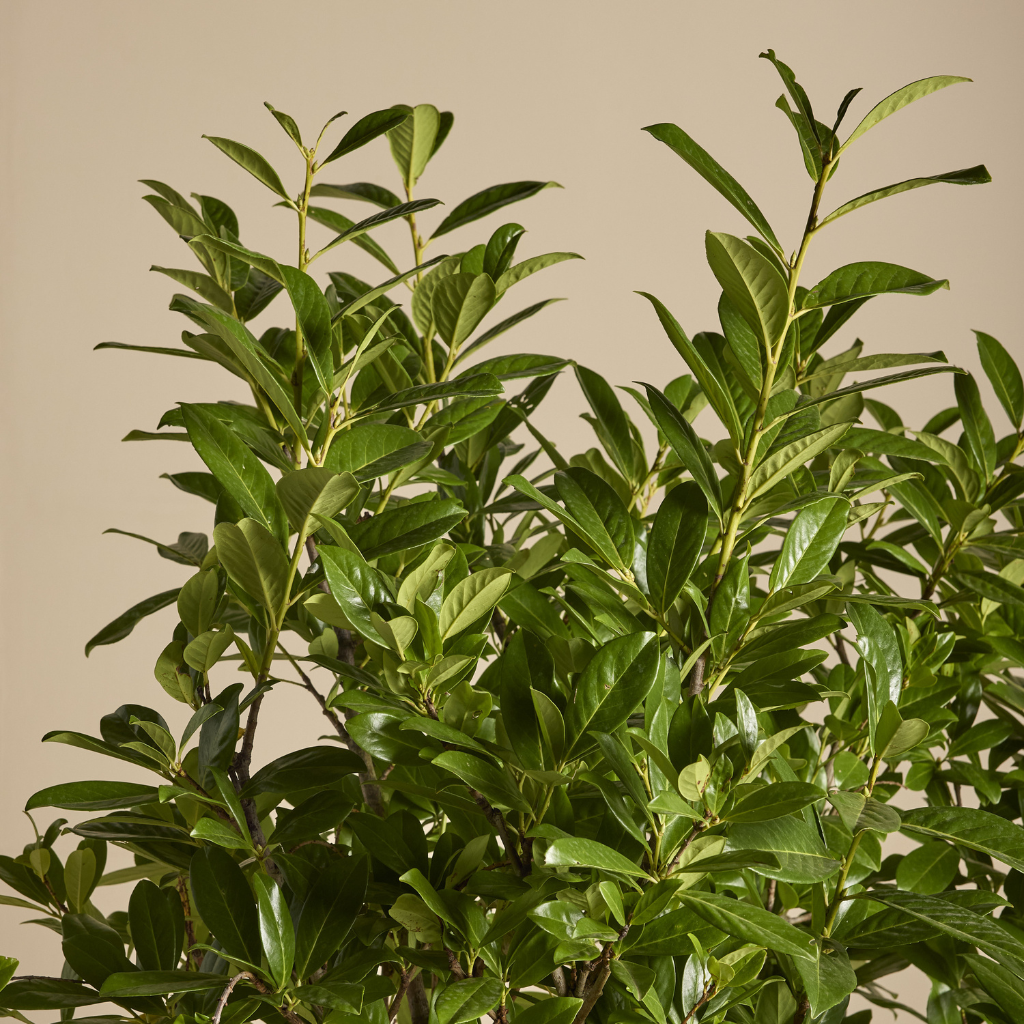 Prunus laurocerasus - Lovor višnja