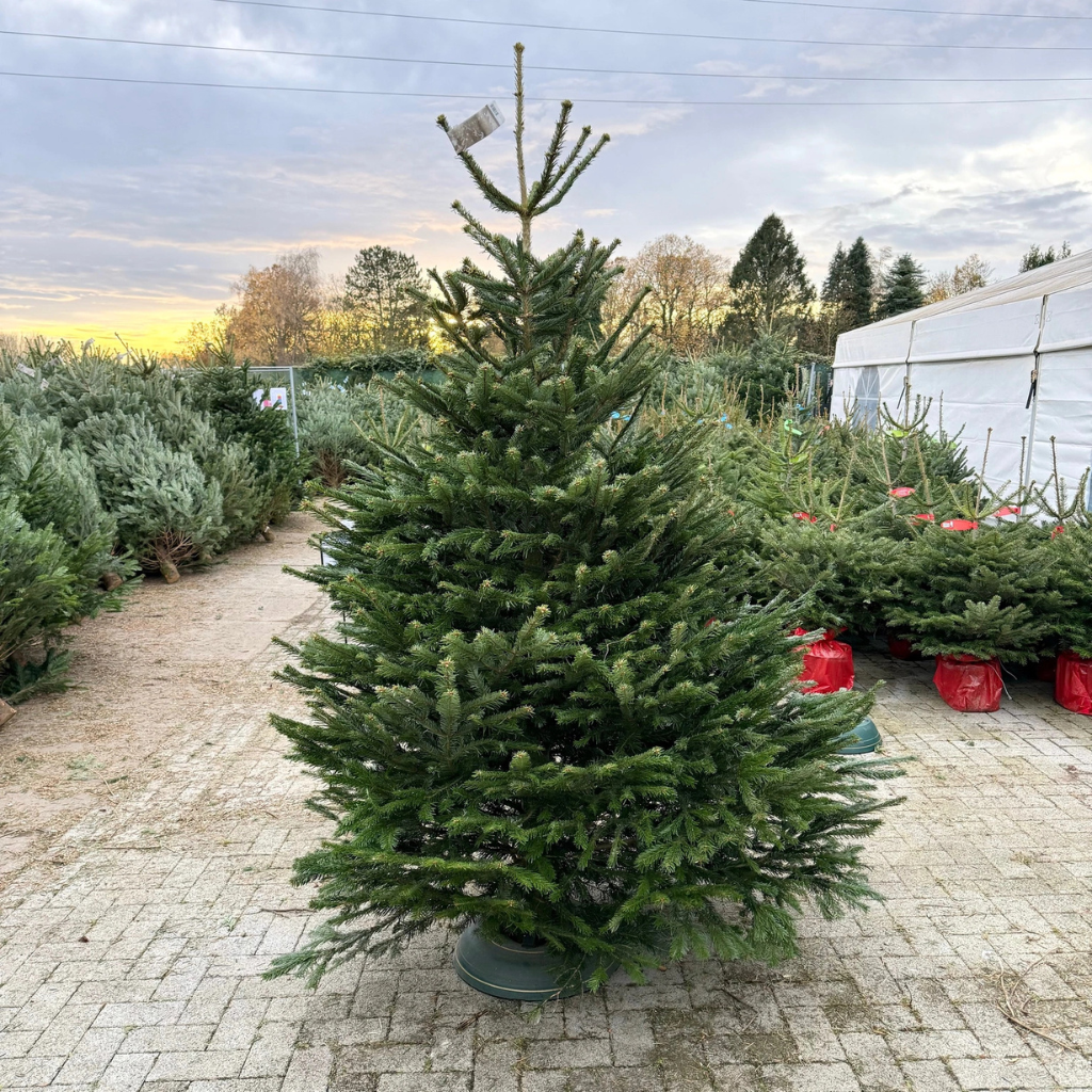 Abies nordmanniana - Kavkaska jela