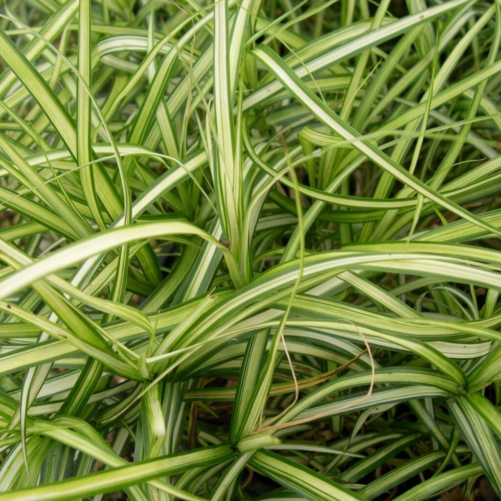 Carex oshimensis 'Evergold' - Japanska šaš