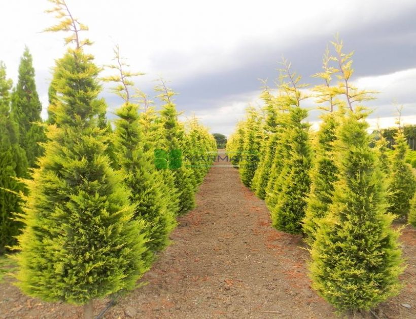 Cupressociparys leylandii 'Gold Rider' - Zlatni Kupresociparis