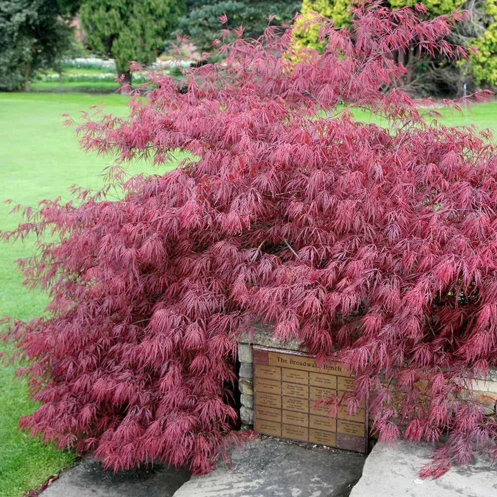 Acer palmatum 'Dissectum Garnet' - Japanski Javor
