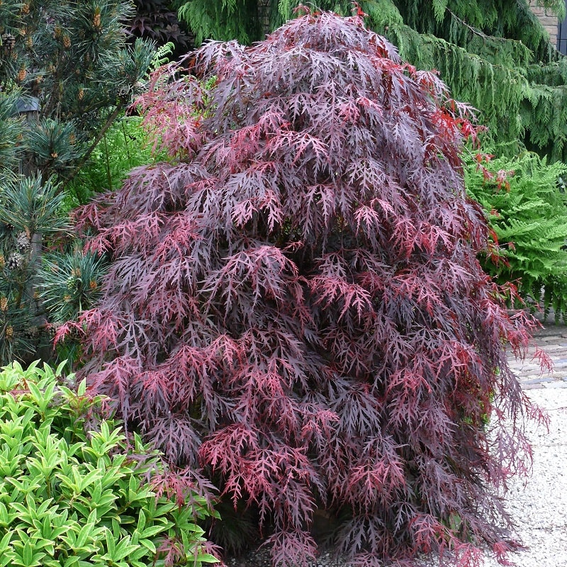 Acer palmatum 'Dissectum Garnet' - Japanski Javor