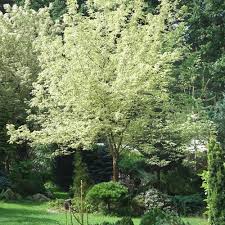 Acer negundo 'Variegatum' - Šarenolisni Javor