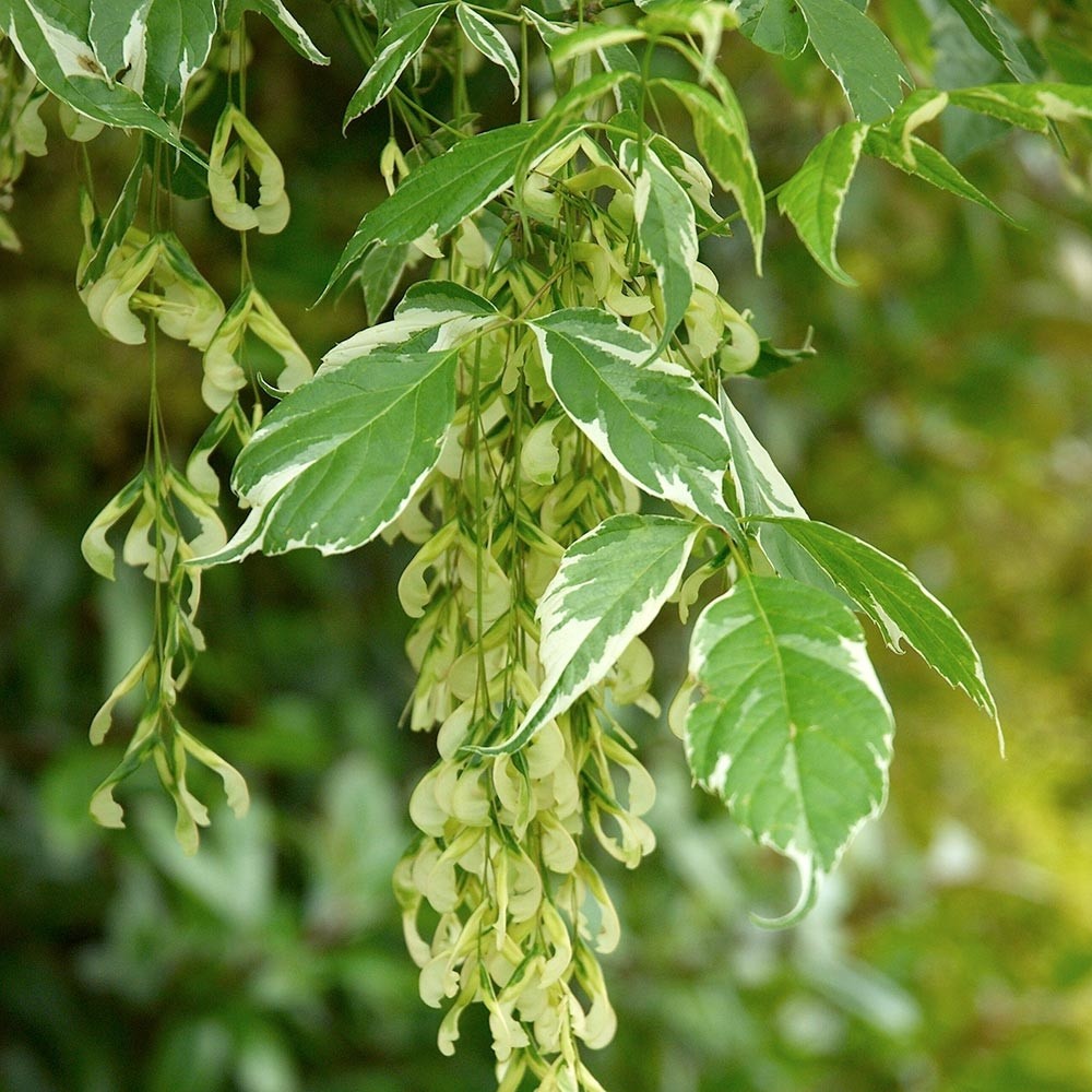 Acer negundo 'Variegatum' - Šarenolisni Javor