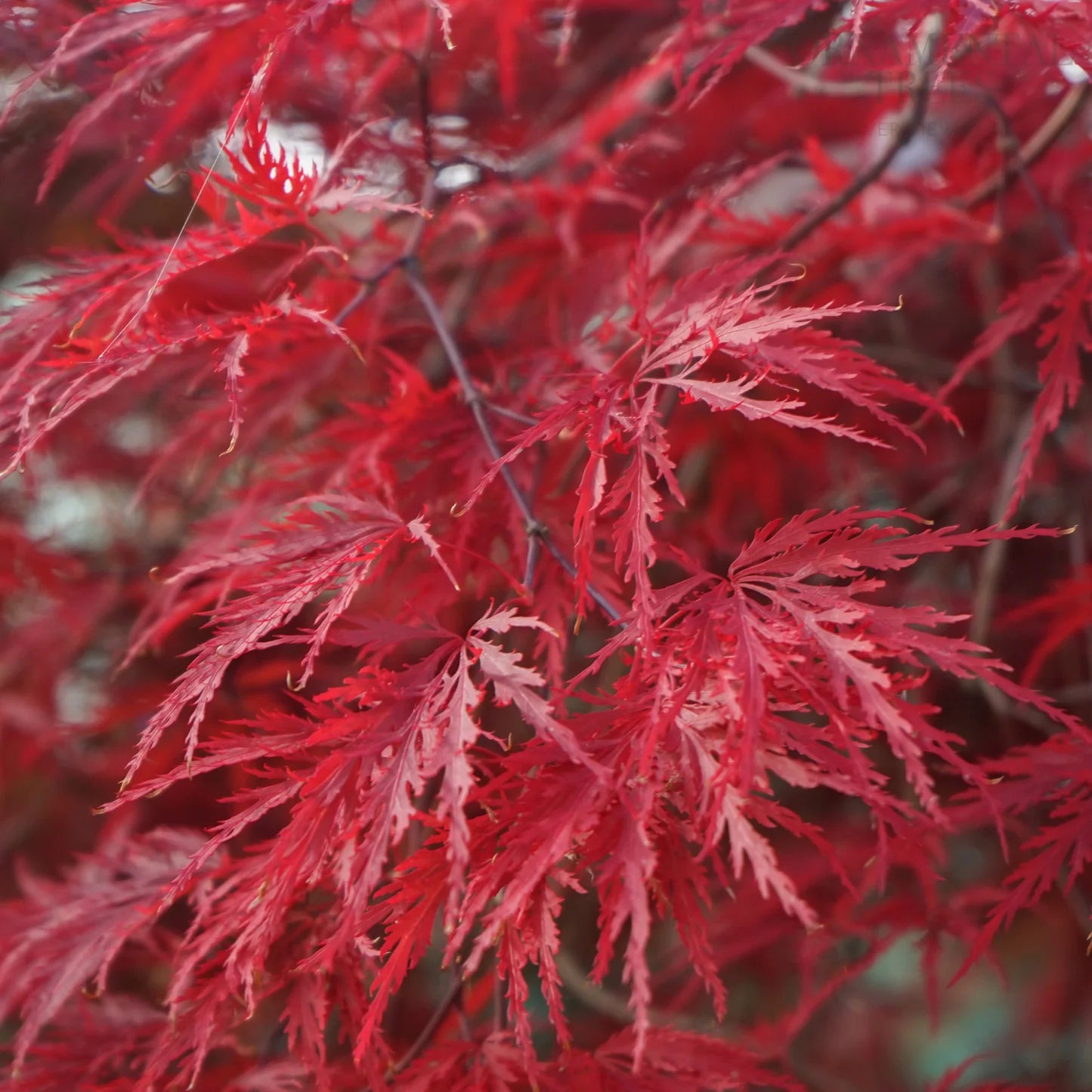 Acer palmatum 'Dissectum Garnet' - Japanski Javor