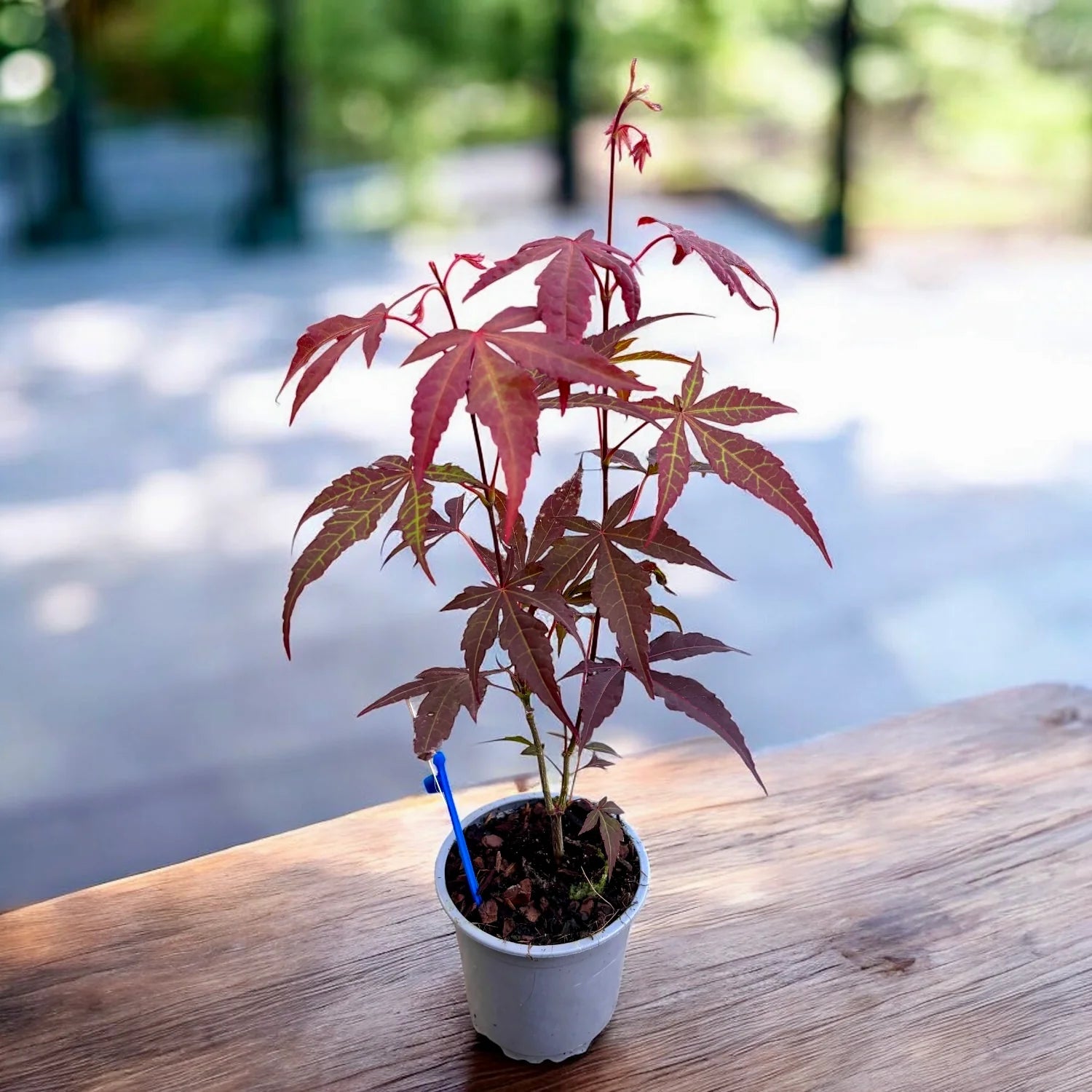 Acer palmatum 'Atropurpureum' - Japanski Javor