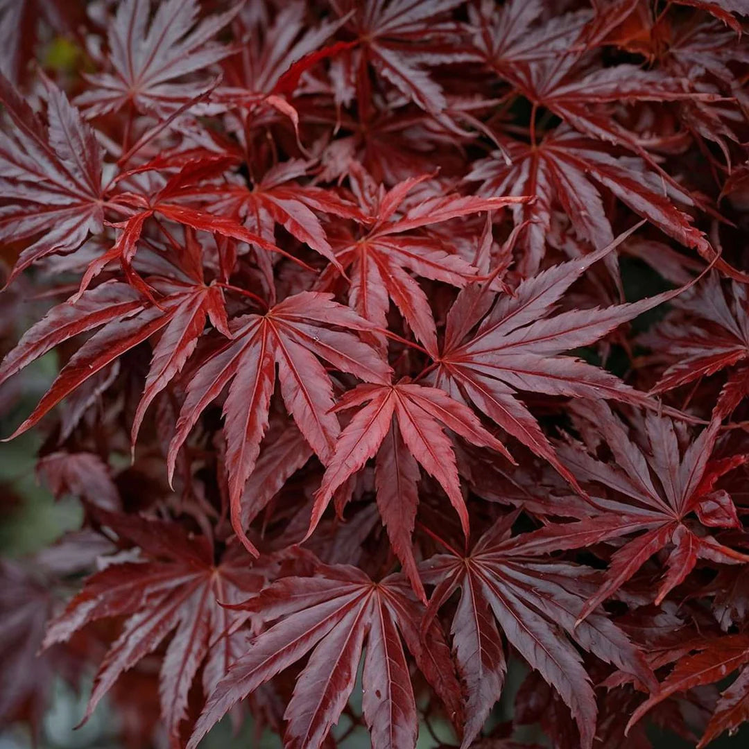 Acer palmatum 'Atropurpureum' - Japanski Javor
