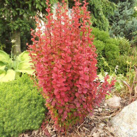 Berberis thunbergii 'Red Rocket' - Žutika crvena raketa, R-POT