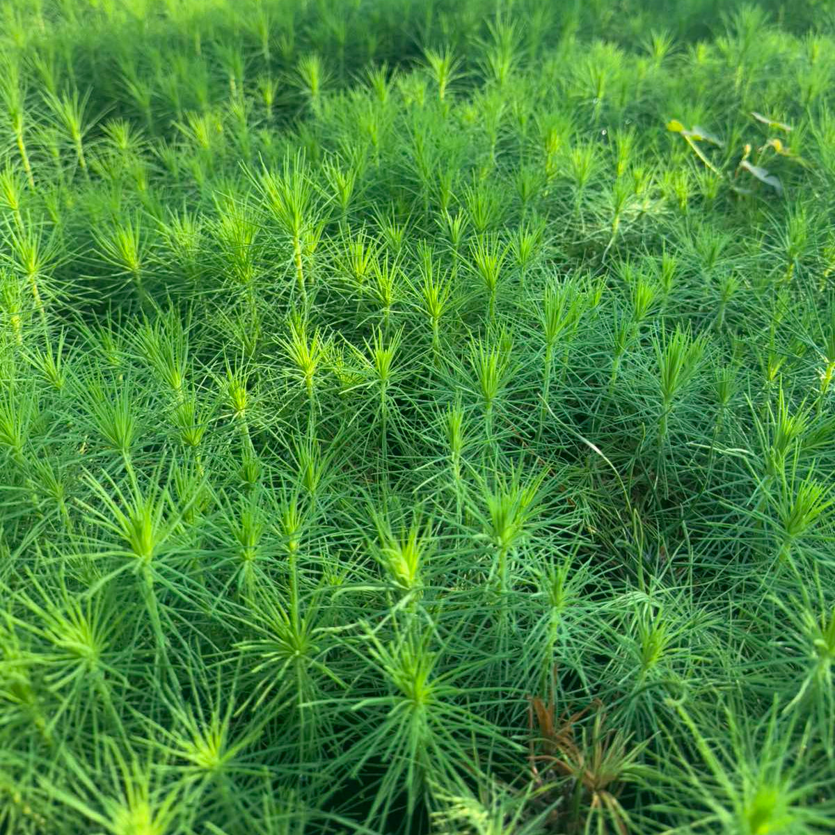 Pinus sylvestris - Beli bor