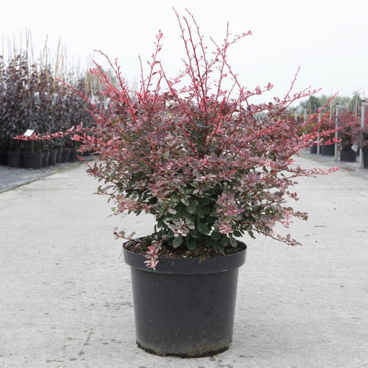 Berberis thunbergi 'Atropurpurea' - Crvenolisni berberis