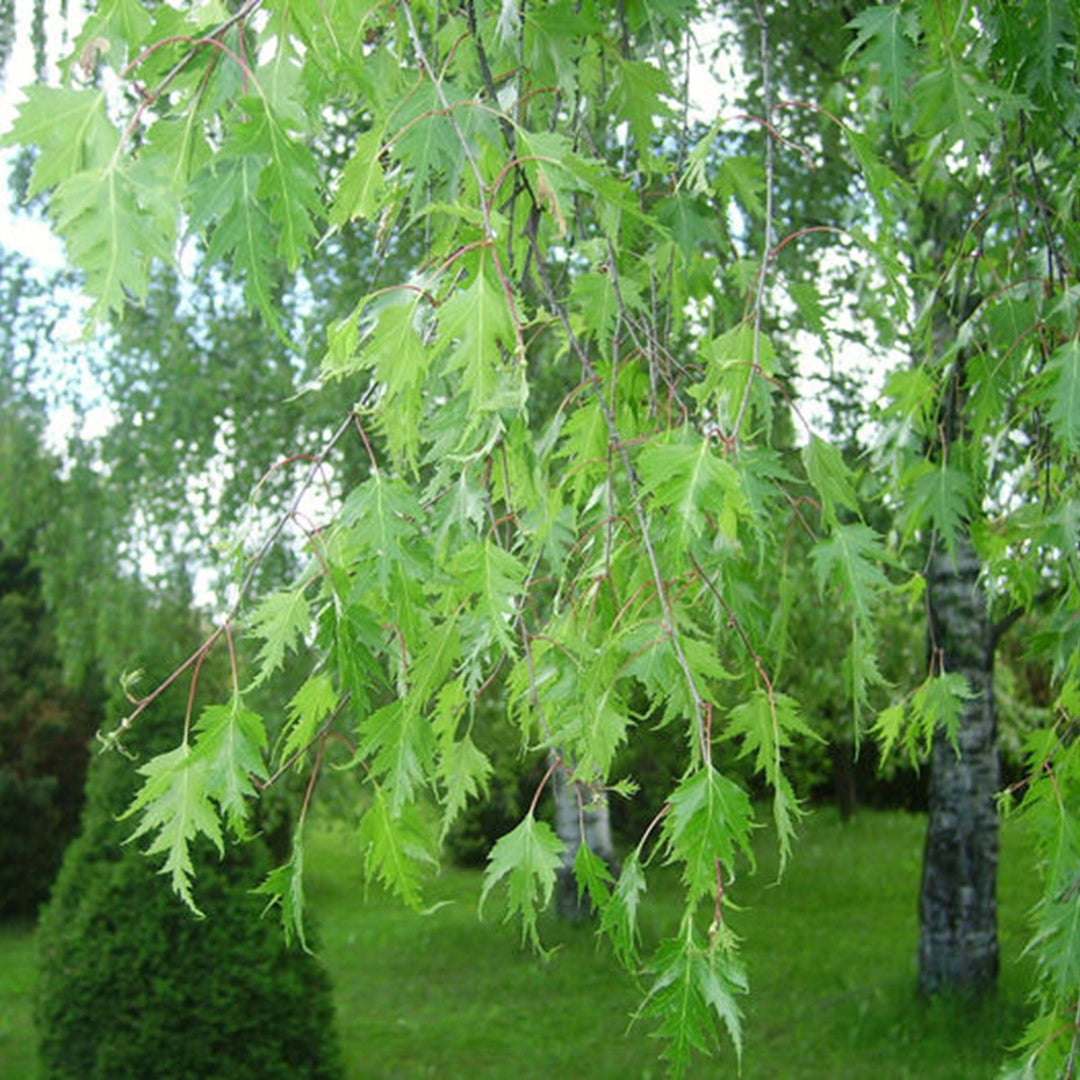 Betula pendula 'Laciniata' - Švedska Breza