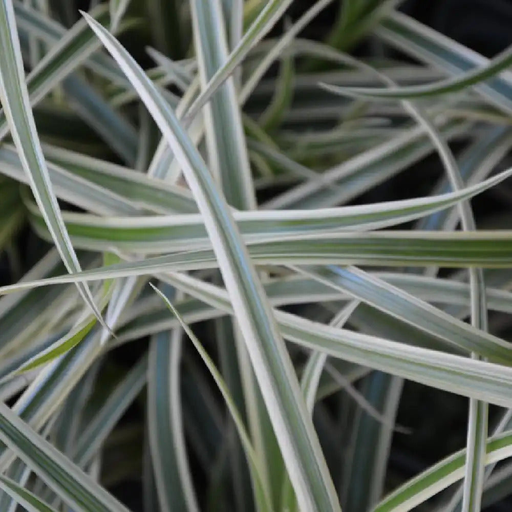 Carex morrowii 'Vanilla Ice' - Vanila