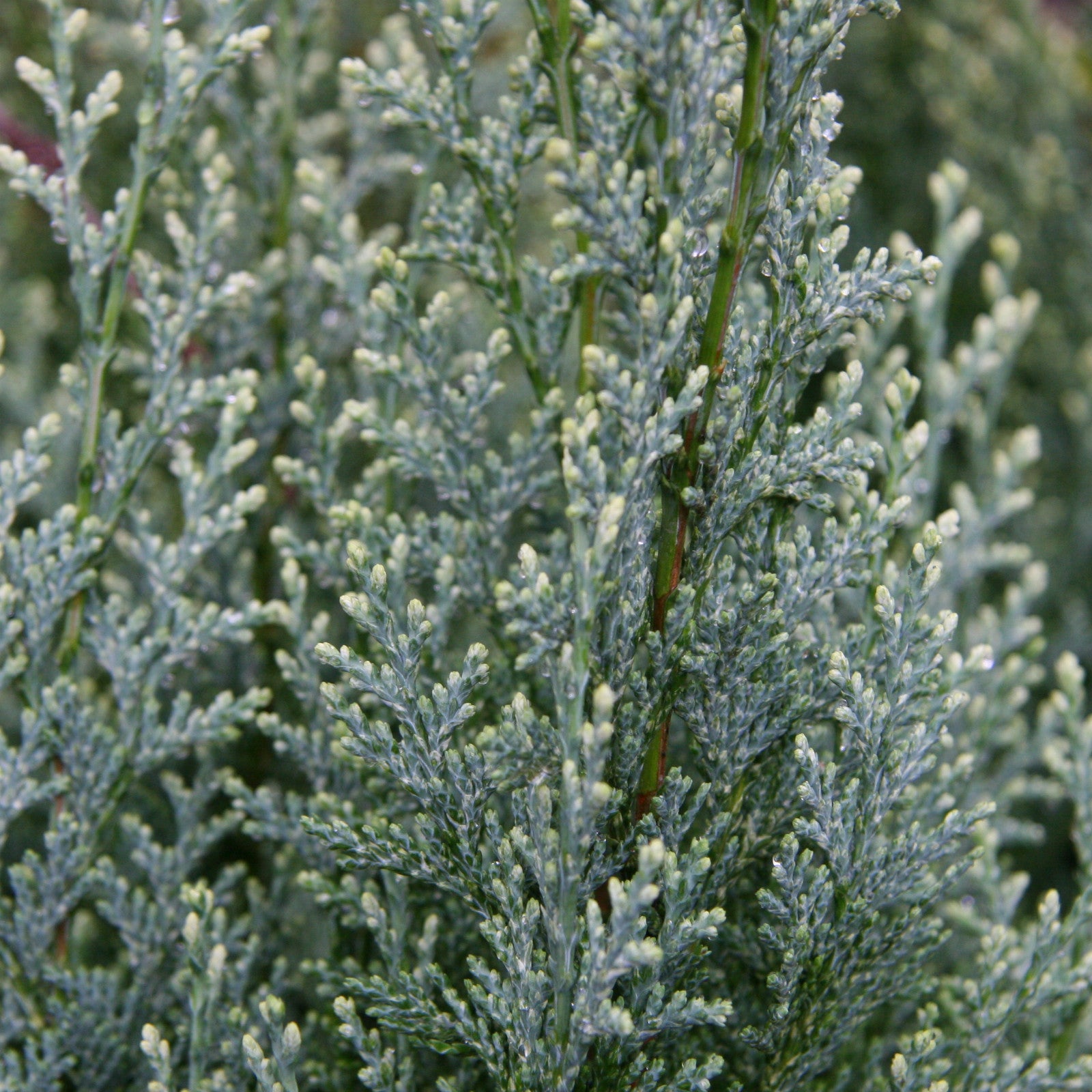Chamaecyparis lawsoniana 'White Spot' - Bela Tačka