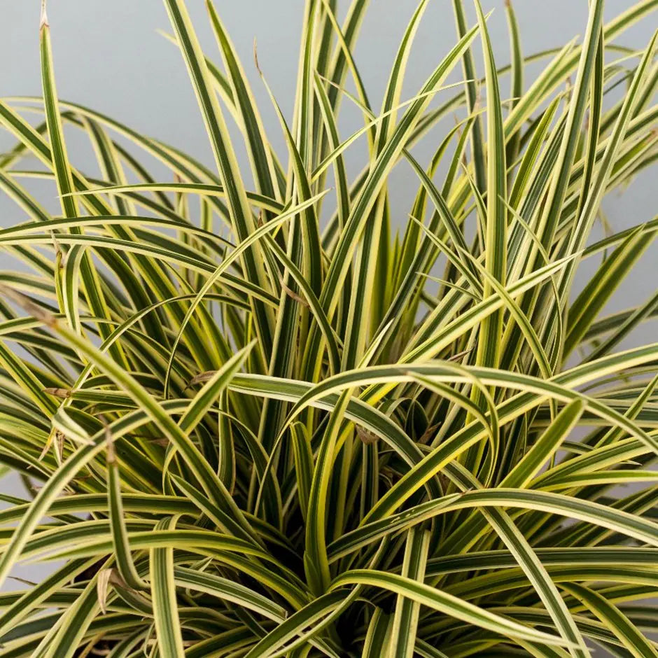 Carex morrowii 'Vanilla Ice' - Vanila