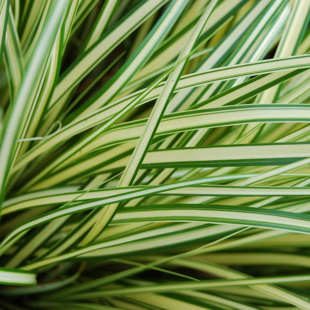 Carex oshimensis 'Evergold' - Japanska šaš