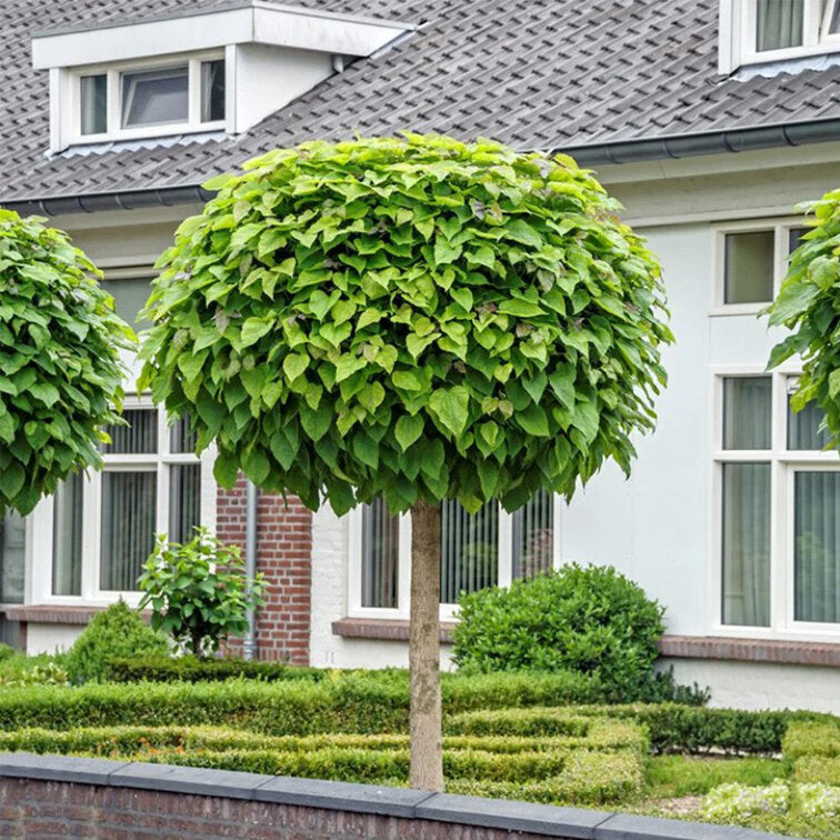 Catalpa bignonioides 'Nana' - Kuglasta Katalpa