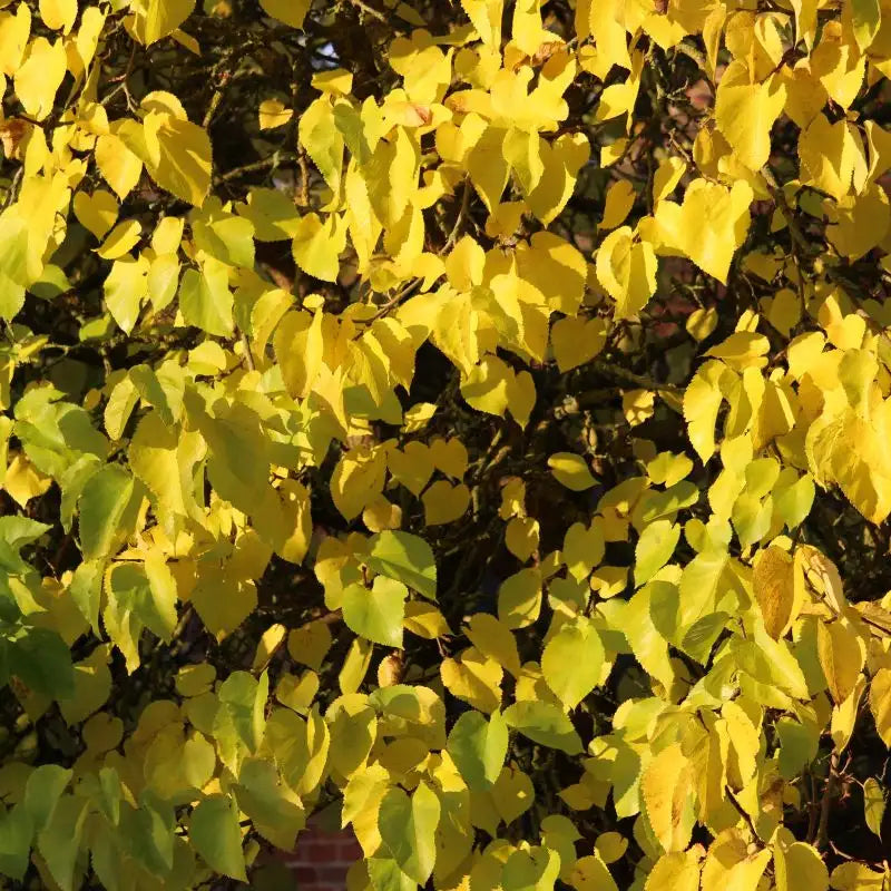 Cercis canadensis 'Hearts of Gold' - Judino Drvo