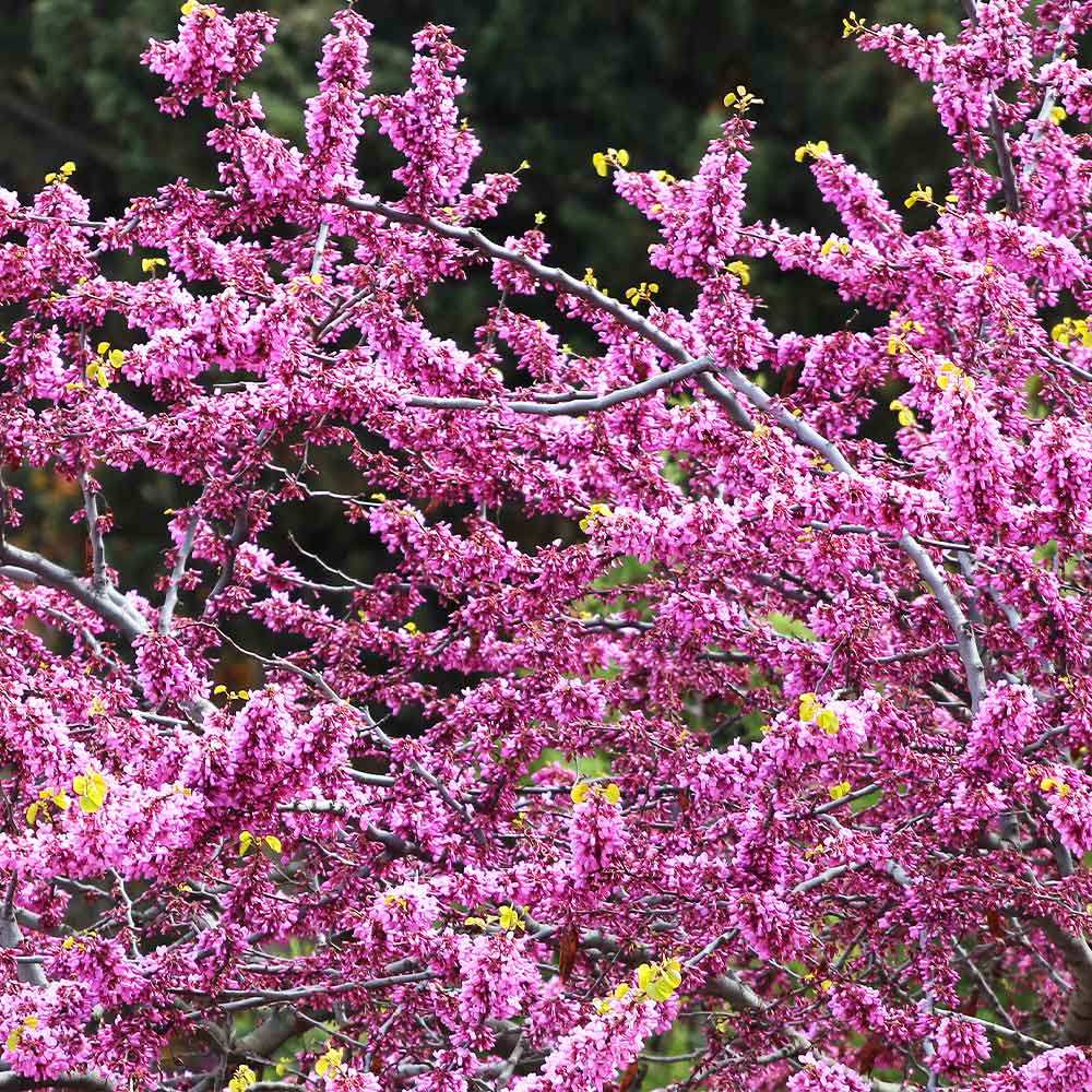 Cercis canadensis 'Hearts of Gold' - Judino Drvo