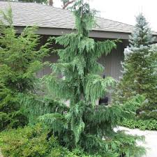 Chamaecyparis nootkatensis 'Pendula' - Žalosni nutkanski čempres