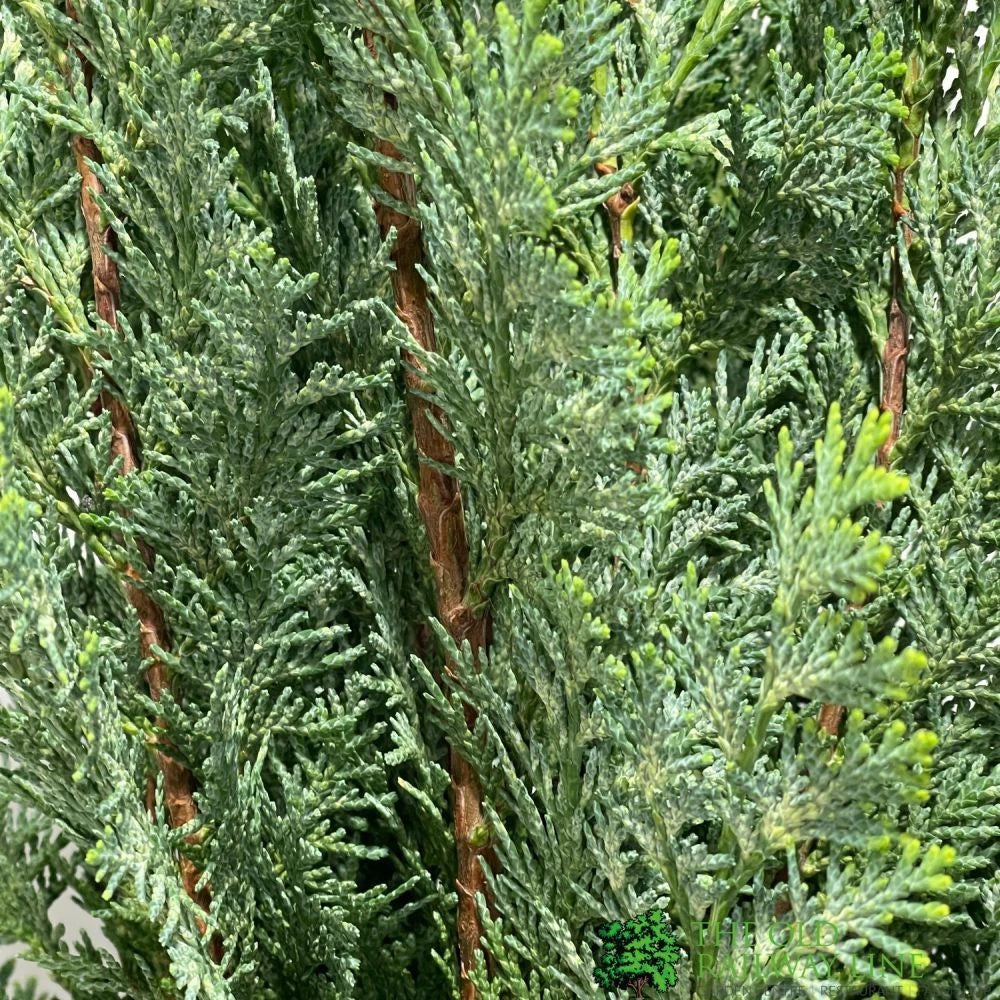 Chamaecyparis lawsoniana 'White Spot' - Bela Tačka