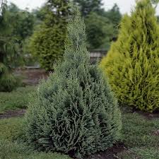 Chamaecyparis lawsoniana 'White Spot' - Bela Tačka