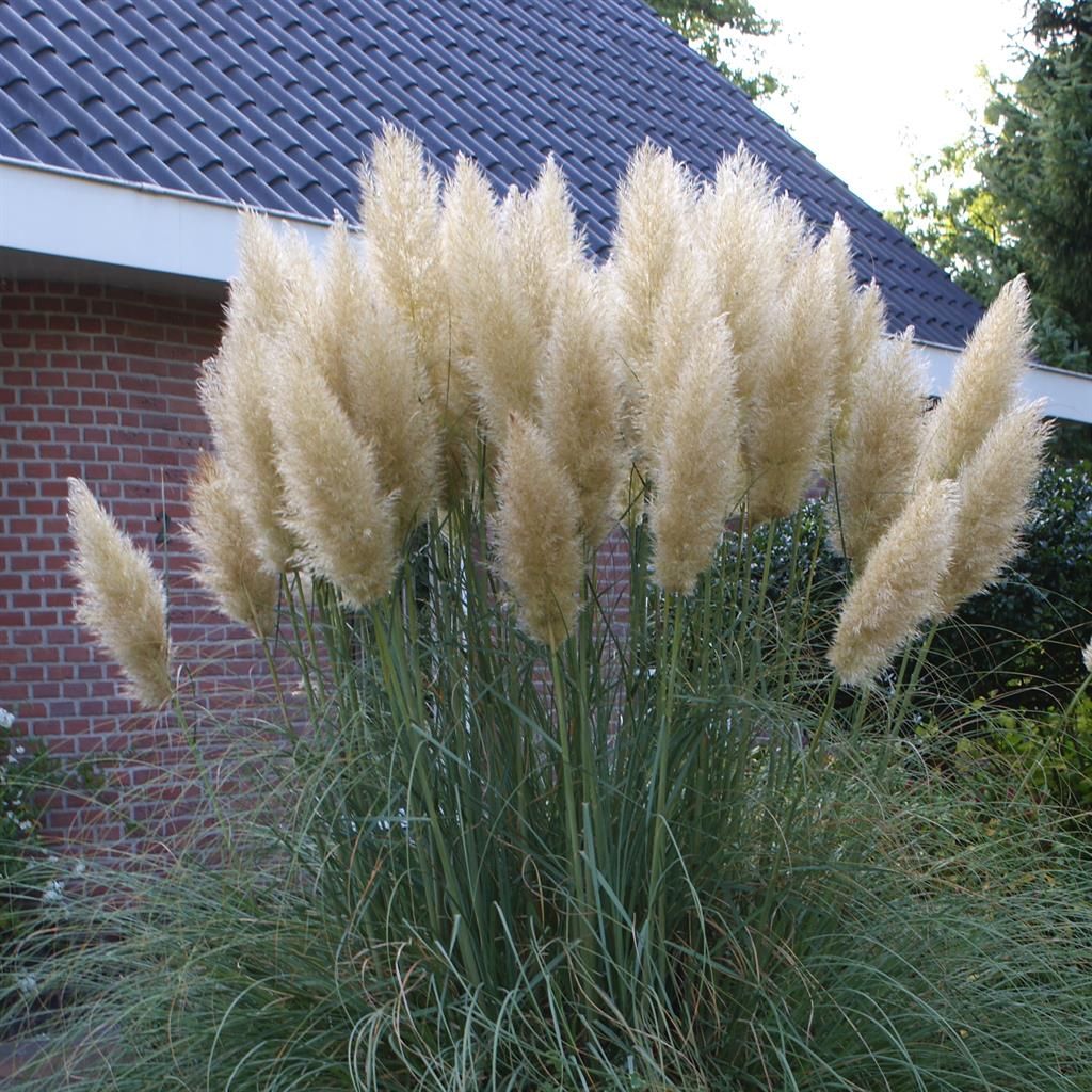 Cortaderia selloana - Pampas trava