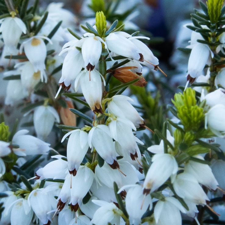 Erica carnea 'Steffi' - Beli Vresak