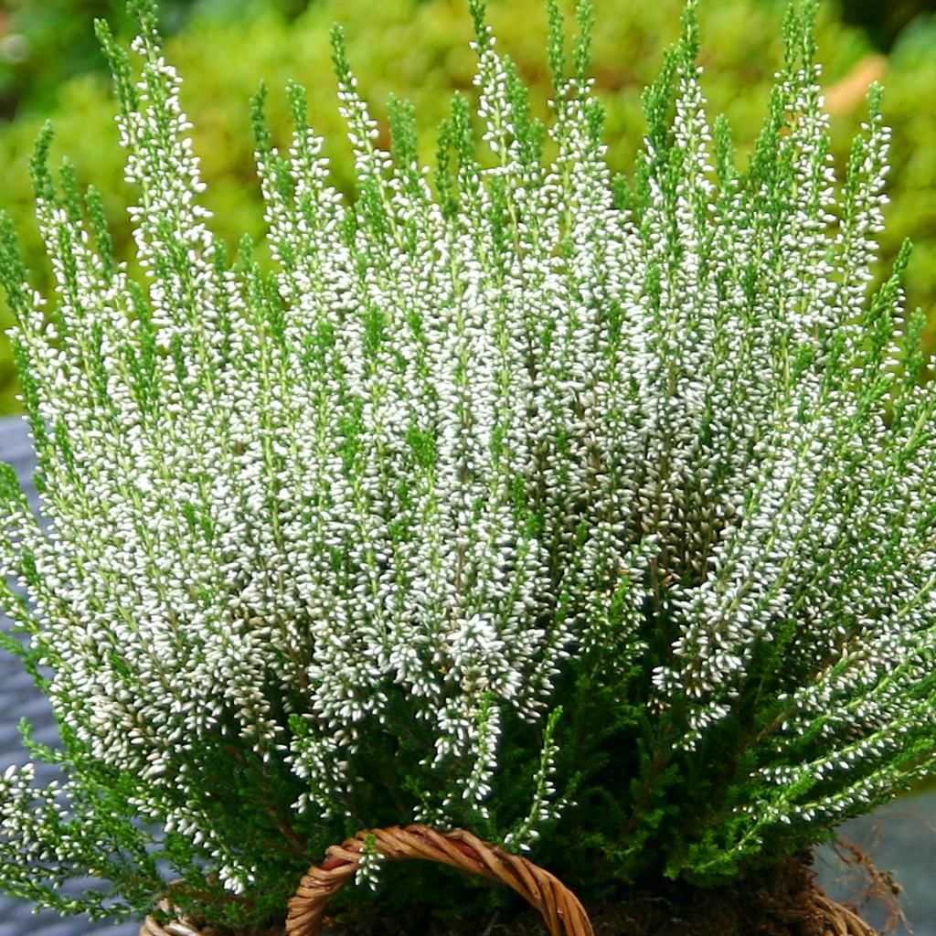 Erica carnea 'Steffi' - Beli Vresak