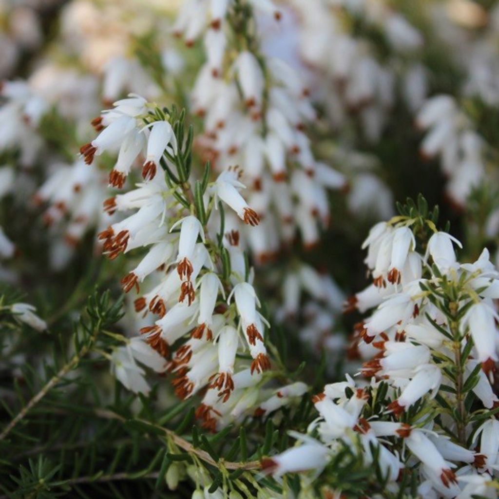 Erica carnea 'Steffi' - Beli Vresak