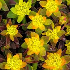 Euphorbia polychroma 'Bonfire' - Šarena Mlečika