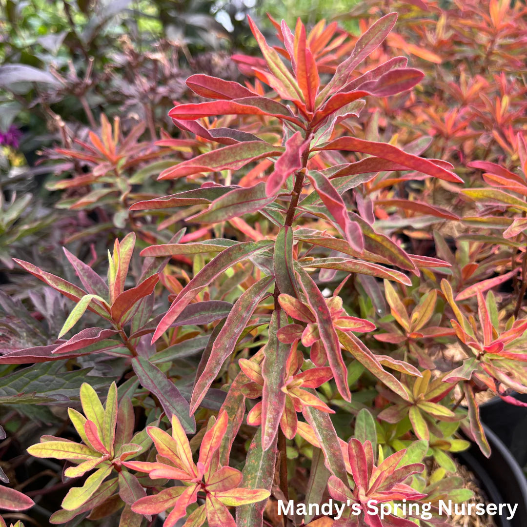 Euphorbia polychroma 'Bonfire' - Šarena Mlečika