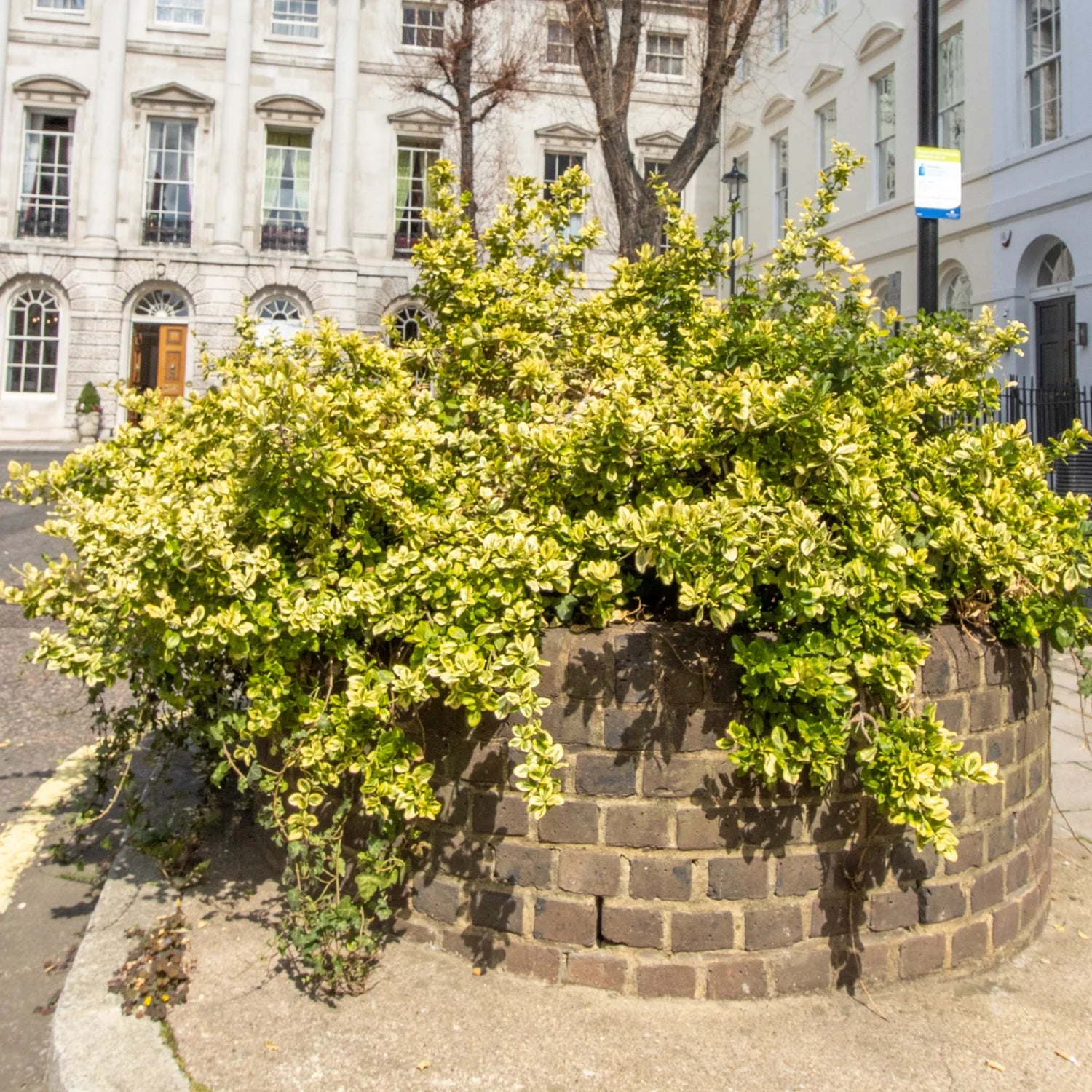Euonymus fortunei 'Emerald 'n' Gold' - Zlatni Evonimus