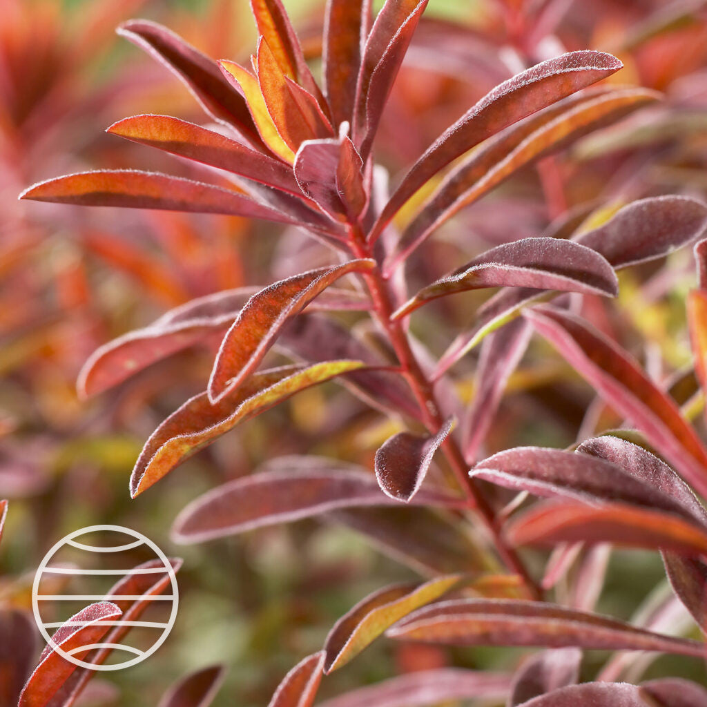 Euphorbia polychroma 'Bonfire' - Šarena Mlečika