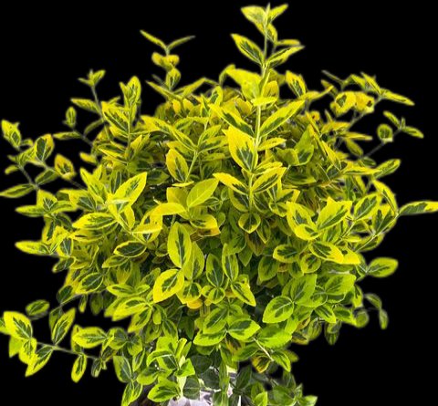 Euonymus fortunei 'Emerald 'n' Gold' - Zlatni Evonimus