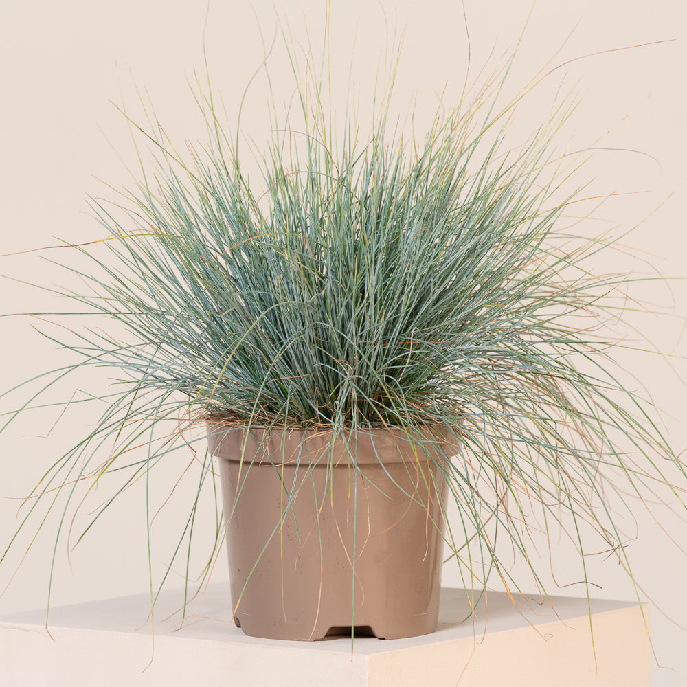 Festuca glauca 'Elijah Blue' - Plava vlasulja