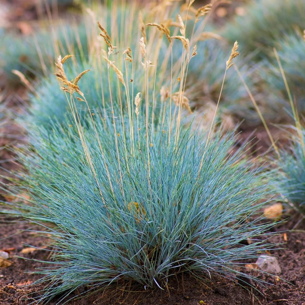 Festuca glauca 'Elijah Blue' - Plava vlasulja