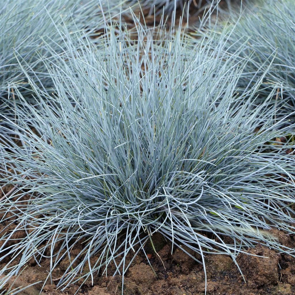Festuca glauca 'Elijah Blue' - Plava vlasulja