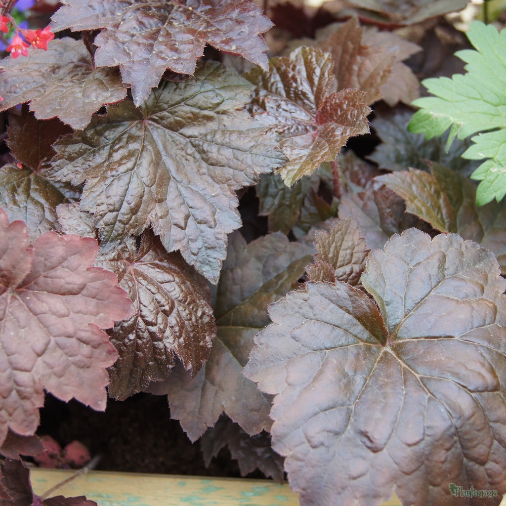 Heuchera micrantha 'Palace Purple' - Koraluška