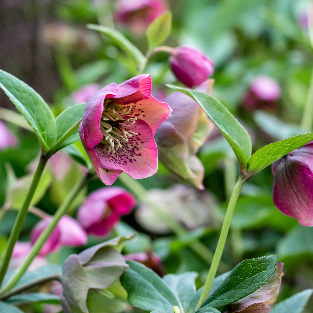 Helleborus orientalis - Kukurek