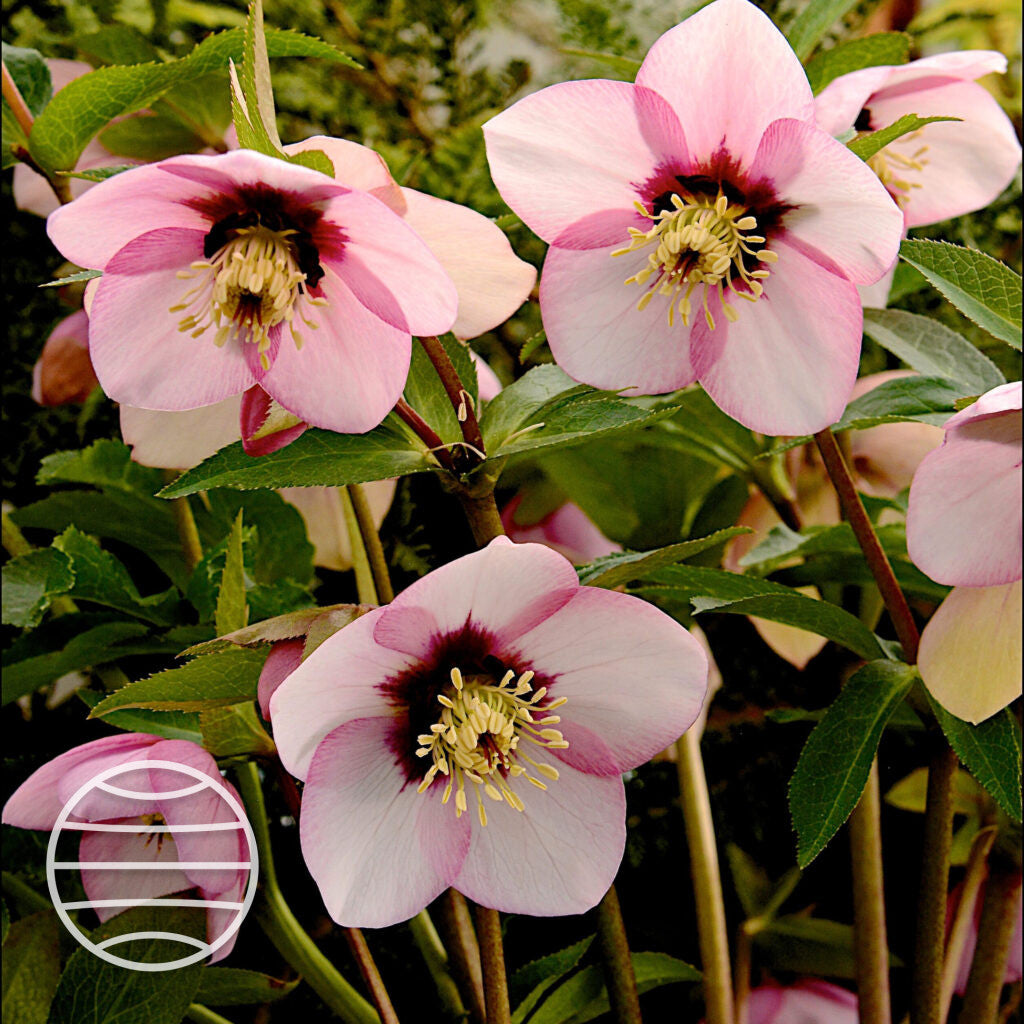 Helleborus orientalis - Kukurek
