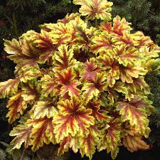 Heuchera Alabama 'Sunrise' - Koralni zvončić