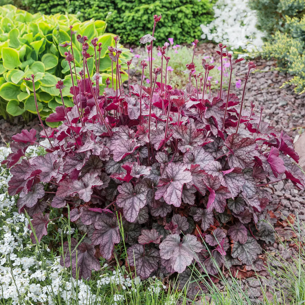 Heuchera micrantha 'Palace Purple' - Koraluška
