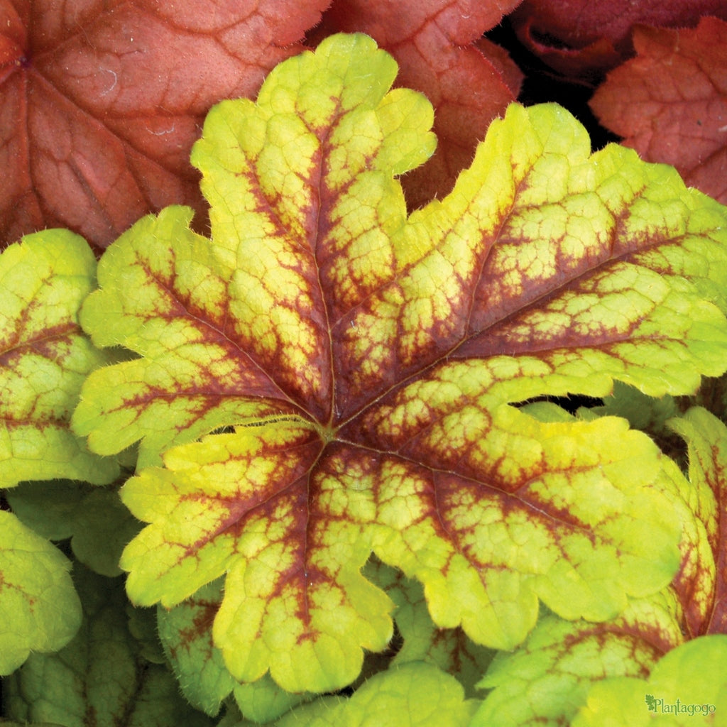 Heuchera Alabama 'Sunrise' - Koralni zvončić