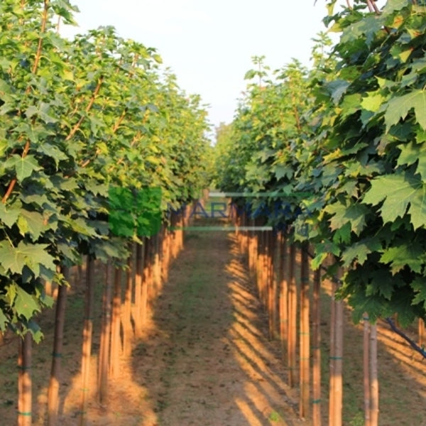 Acer platanoides 'Globosum' - Kuglasti Javor