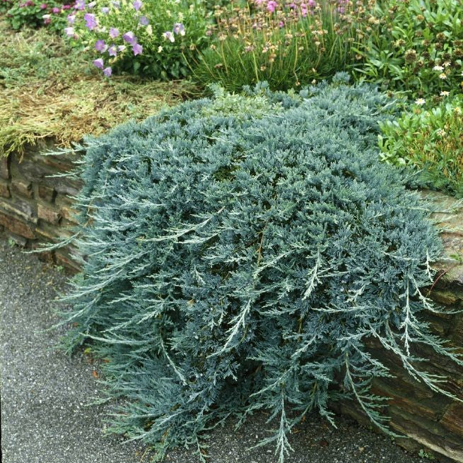 Juniperus horizontalis - Puzava kleka