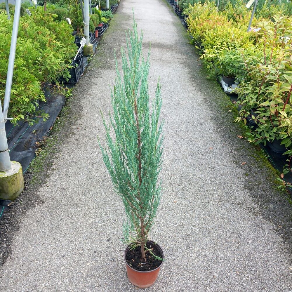 Juniperus chinensis 'Skyrocket' - Nebeska raketa
