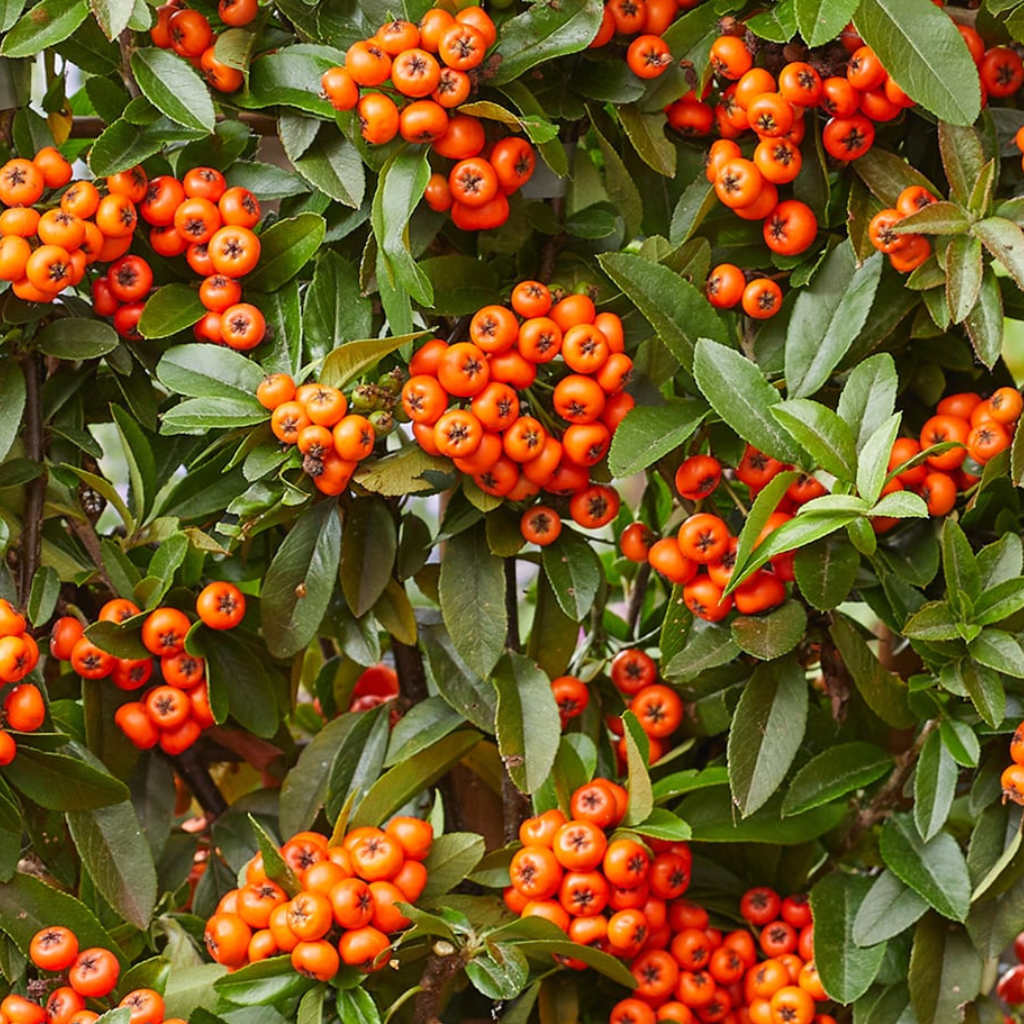 Pyracantha coccinea - Vatreni trn