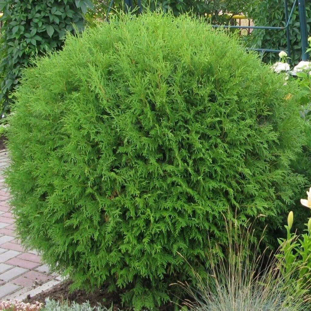 Thuja occidentalis 'Globosa' - Kuglasta tuja